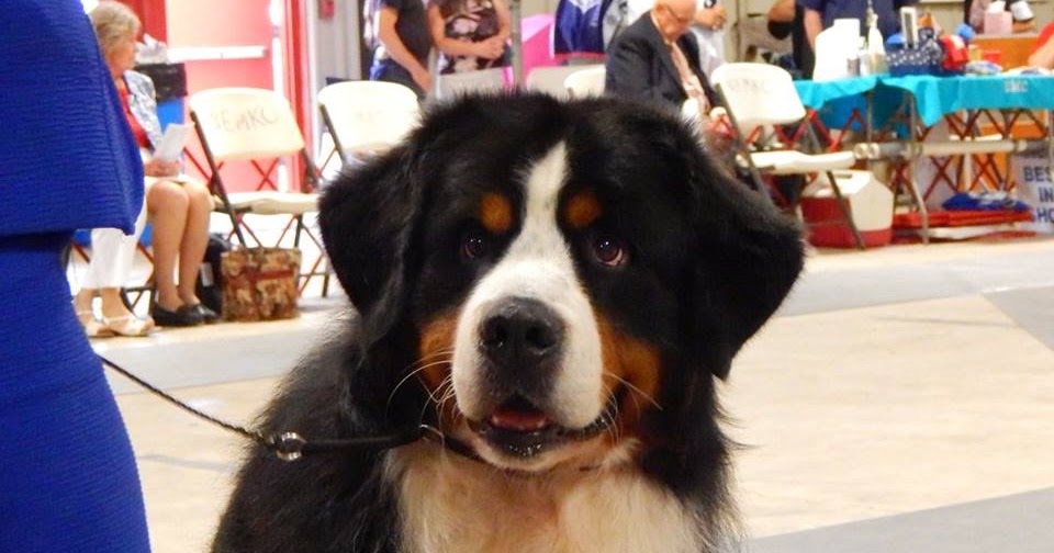 lilian ostermiller bernese mountain dog