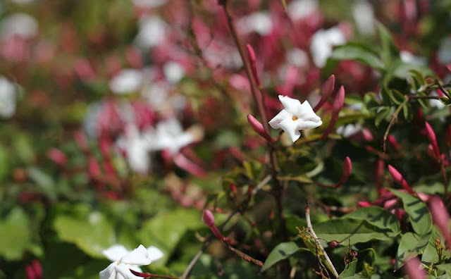 Jasminum Polyanthum Flowers