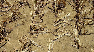 Drought Photo by Seth Perlman, AP, Yahoo! News: Drought worsens crop damage, raising world food, fuel worry