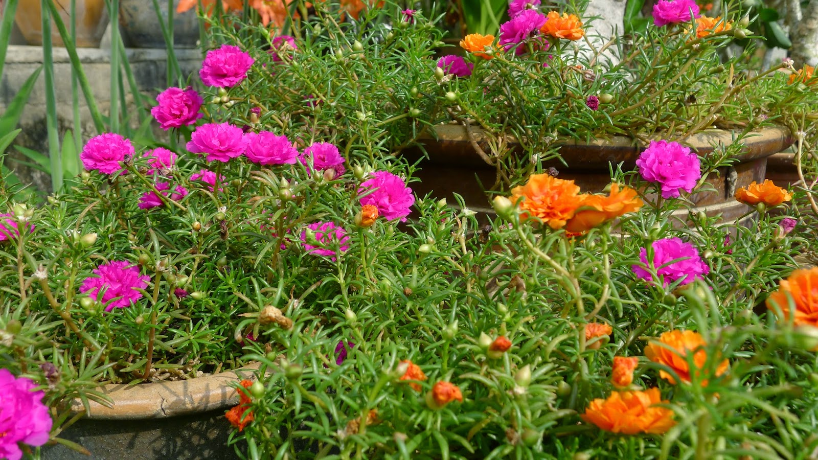 My Beautiful 'Flower Flower ' World Beautiful Japanese Roses at My