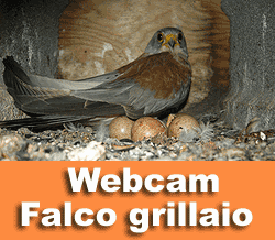 WEBCAM FALCO GRILLAIO 2020