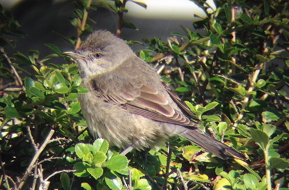 Barred Warbler