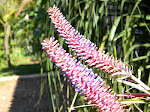 Flores de mi jardín