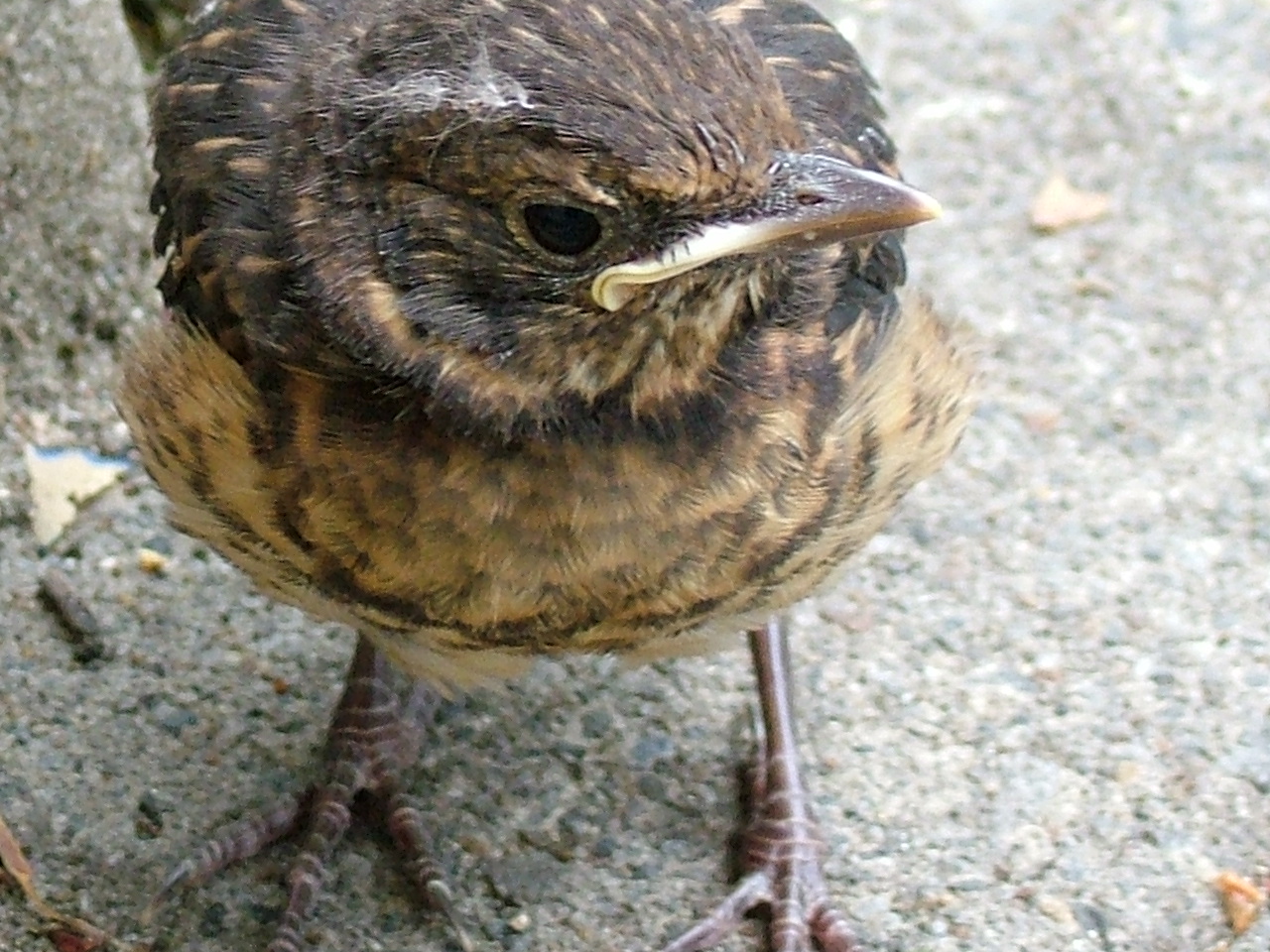 in unserem garten da sitzt ein amselchen
