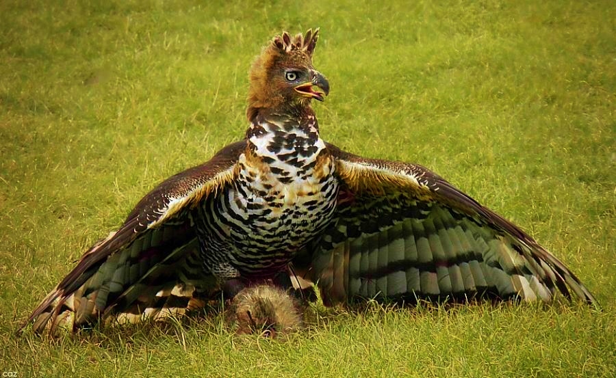 Amazing JPG: Crowned Eagle Photo by Caz