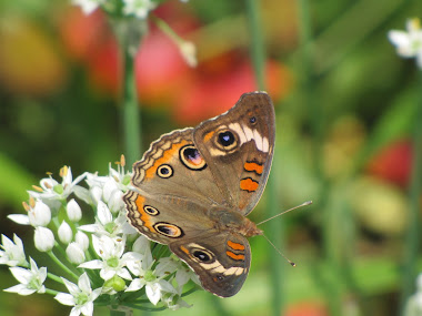 Buckeye Beauty