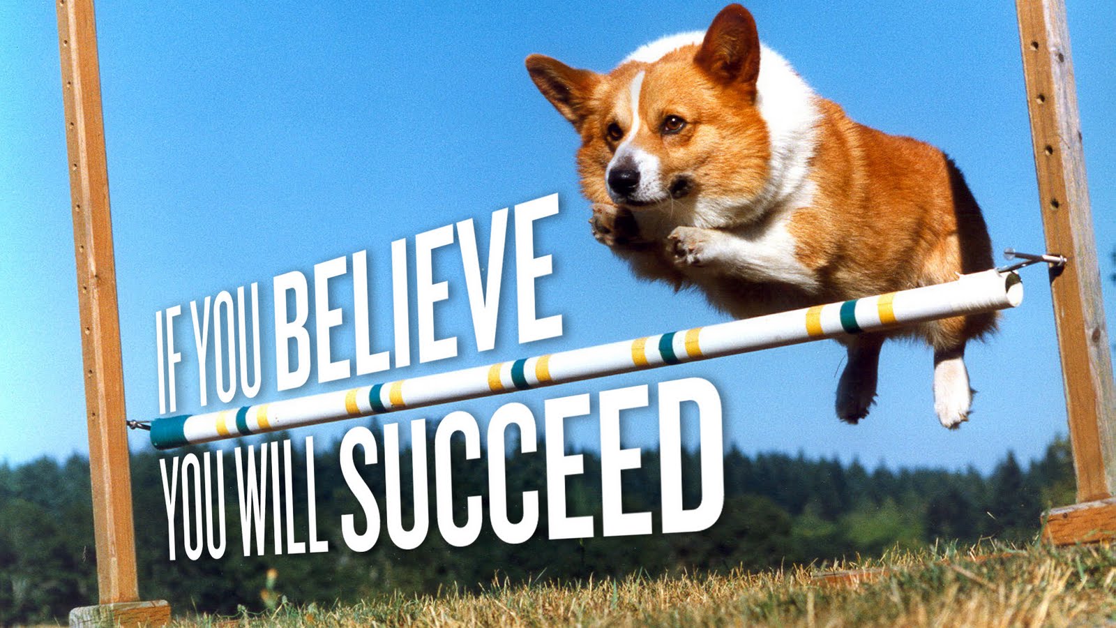 Corgie+-+If+you+believe+You+will+succeed.jpg