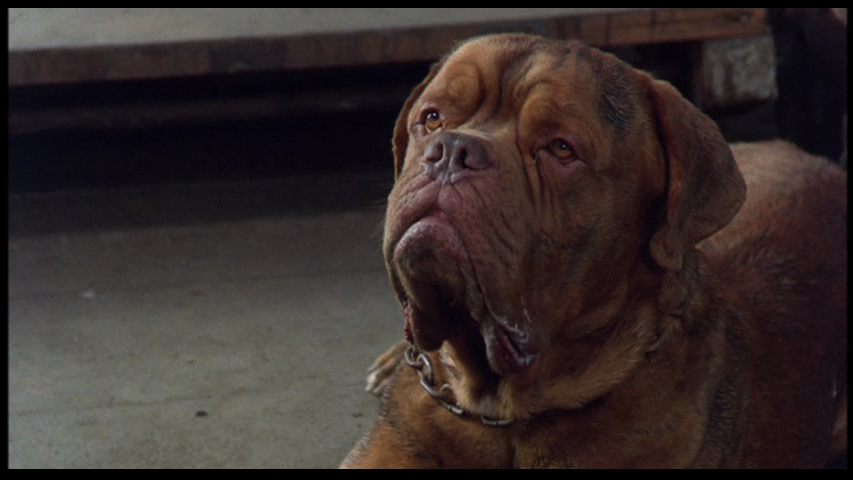 turner and hooch breed hooch breed www imgkid the image kid has it turner and hooch breed hooch breed www imgkid the image kid has it