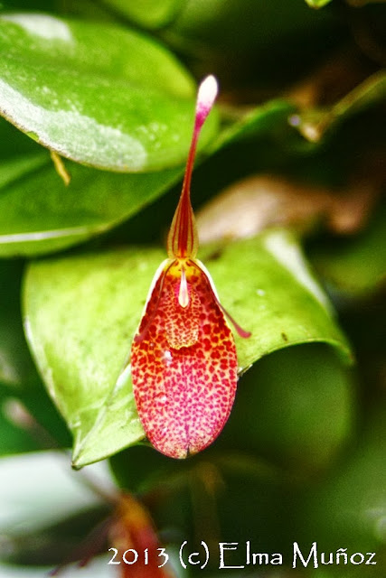 Restrepia guttulata. Fotos de orquideas