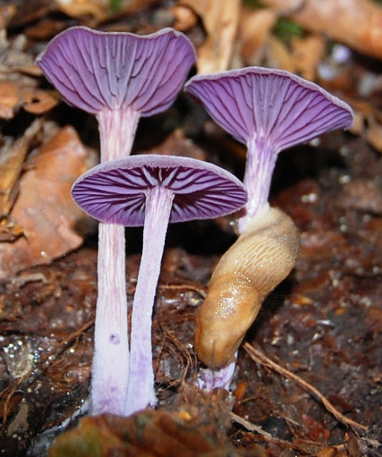 the importance of fungi the importance of fungi