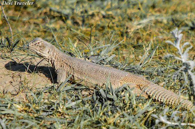 Uromastyx hardwickii Spiny Tailed Lizard: Sanda desert Lizard outside burrow