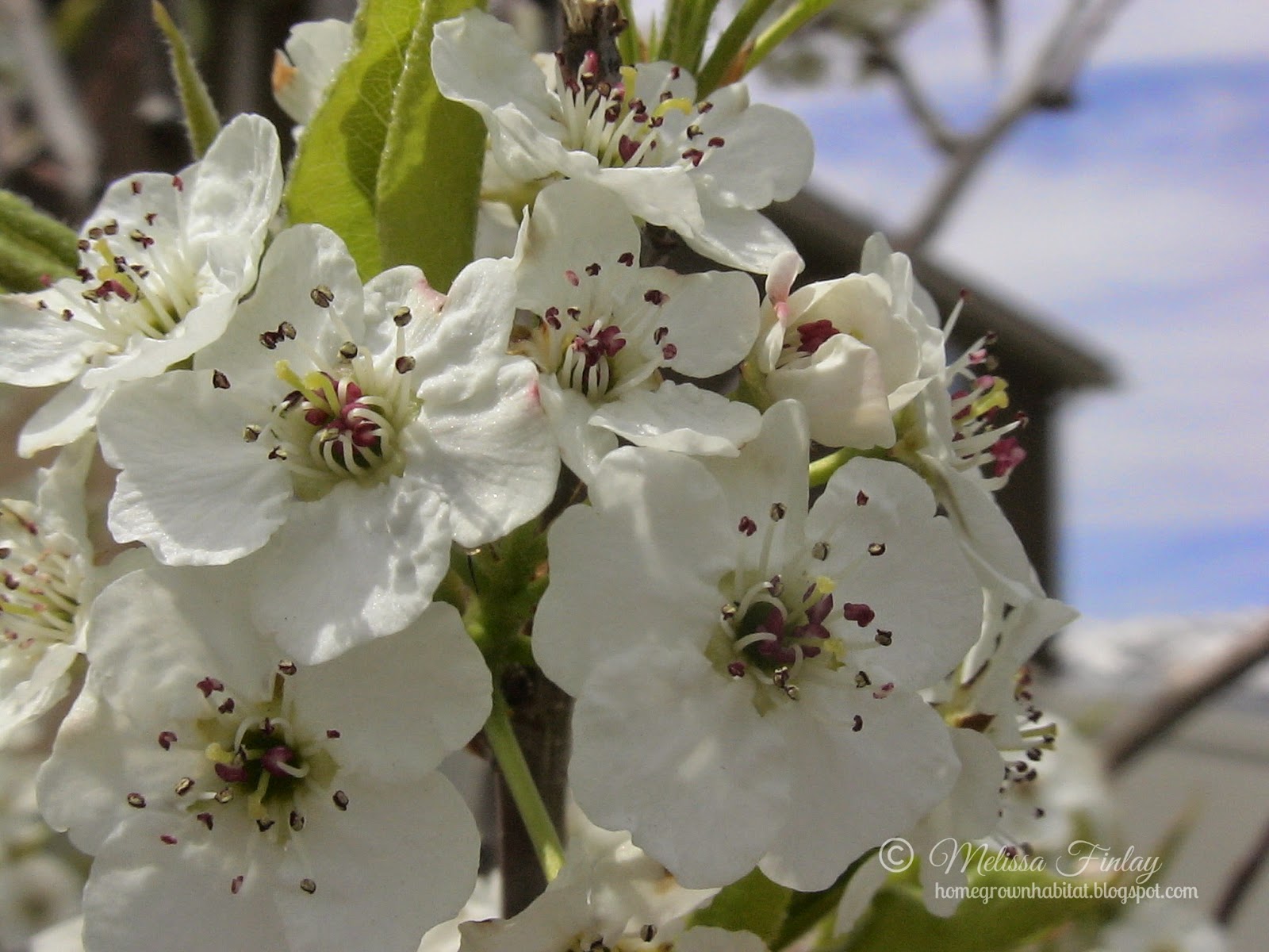 Fruit Tree Blossoms Homegrown Habitat
