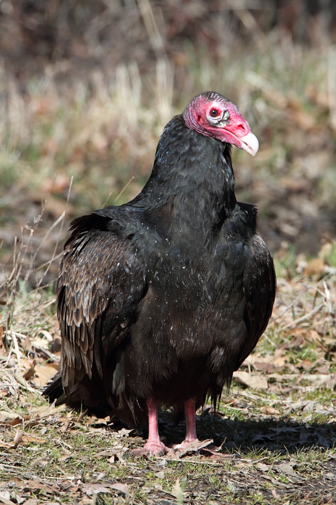 Steve Byland Nature Photography Attract More Vultures To Your Yard