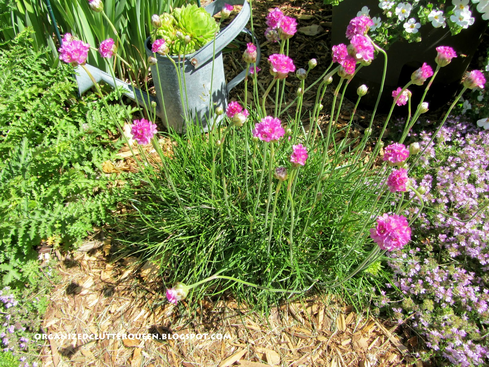 Checking Out My Cousin's Flowers Organized Clutter