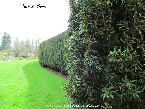 Grounded Design By Thomas Rainer The Cloud Hedge Experiment