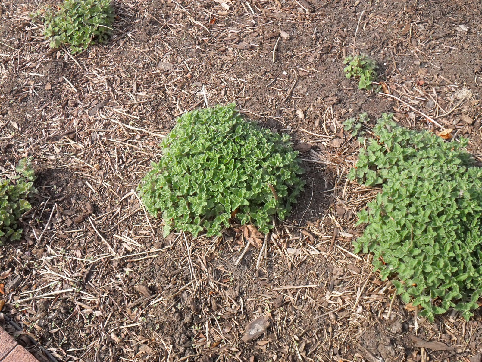 Backyard Patch Herbal Blog Apple Mint Herb of the Week