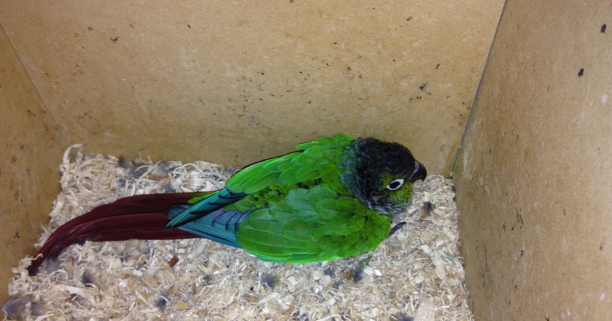 Parrot Breeding Green Cheeked Conure Feather Plucking
