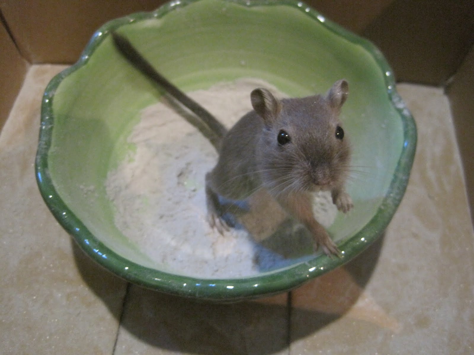 Sunshine Gerbils Southeastern Pennsylvania gerbil breeder