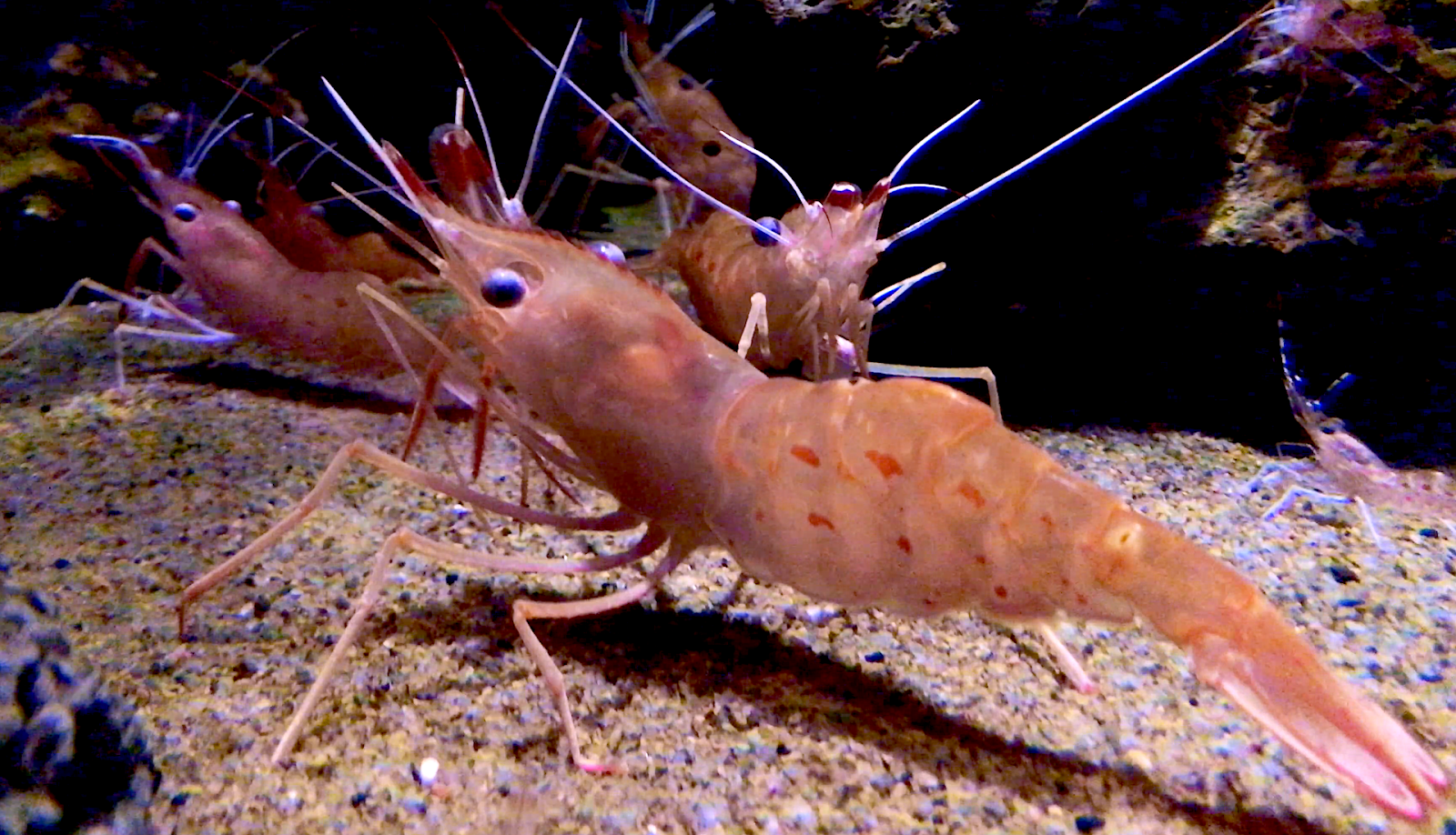 Aquarium Movies Japan Archive 生きている魚図鑑 ボタンエビ Botan Shrimp Pandalus Nipponensis