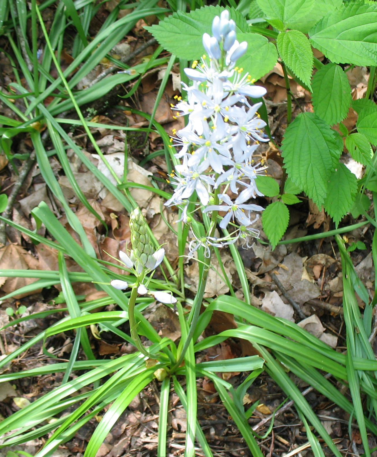 Ralph Edge The Burning Bush Well Maybe Not