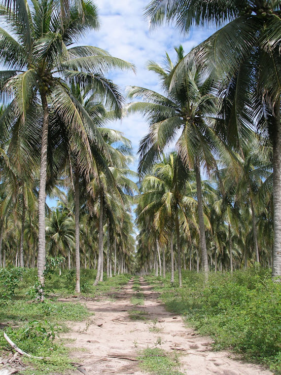 palmovy haj