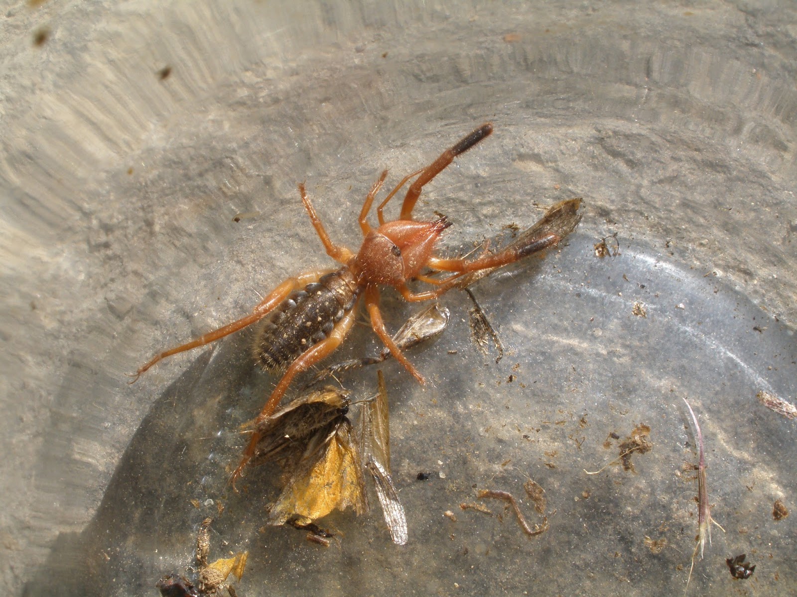 Davik de la Sierra Araña Camello (Gluvia Dorsalis)
