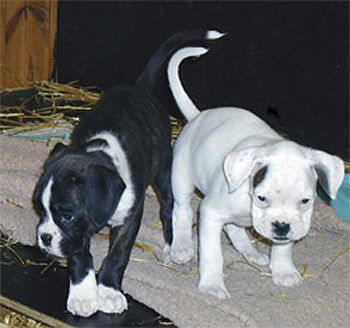 black and white boxer puppies black boxer dogs photograph beagle boxer black and white bo black and white boxer puppies black boxer dogs photograph beagle boxer black and white bo