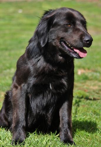 flat coated retriever golden retriever mix flat coated retriever golden retriever mix www imgkid the image kid has it flat coated retriever golden retriever mix flat coated retriever golden retriever mix www imgkid the image kid has it