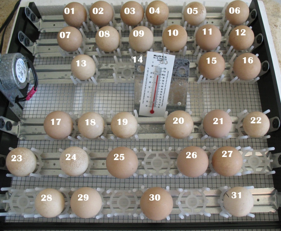 Guinea Egg Candling Chart