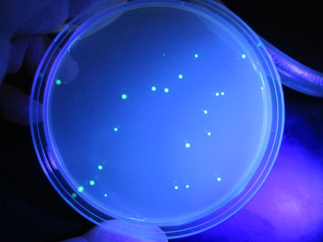 Where to buy nolvadex for pct Where to buy nolvadex for pct