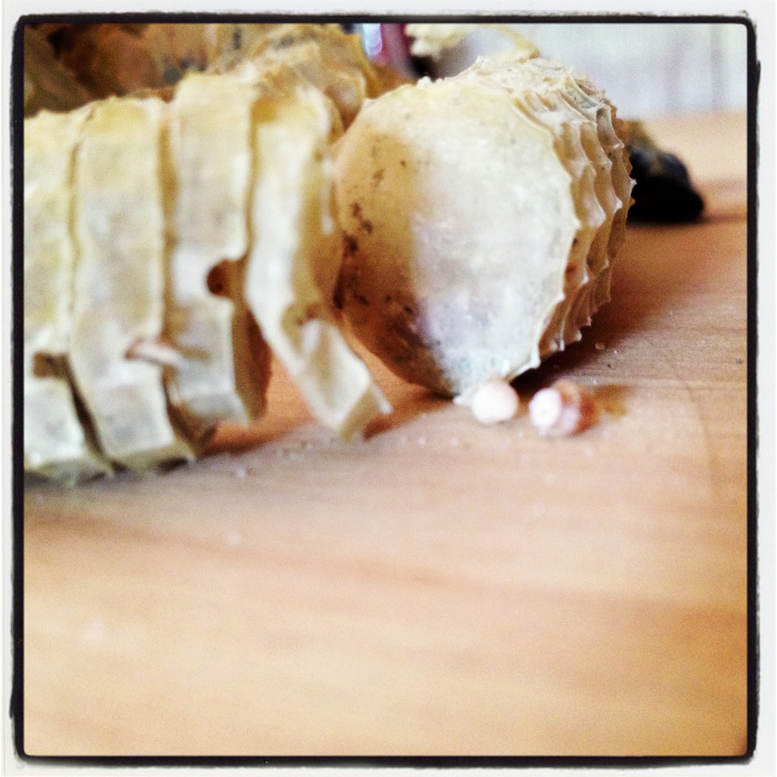 The Hunter and The Gatherer Knobbed Whelk (Conch) Egg Case with baby