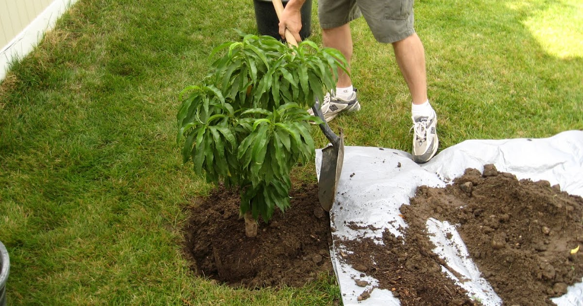 Utah Sustainable Gardening Seven Tips for Planting Trees