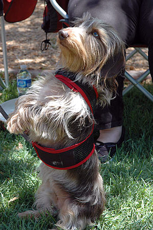 The Long and Short of it All A Dachshund Dog News Magazine Wine