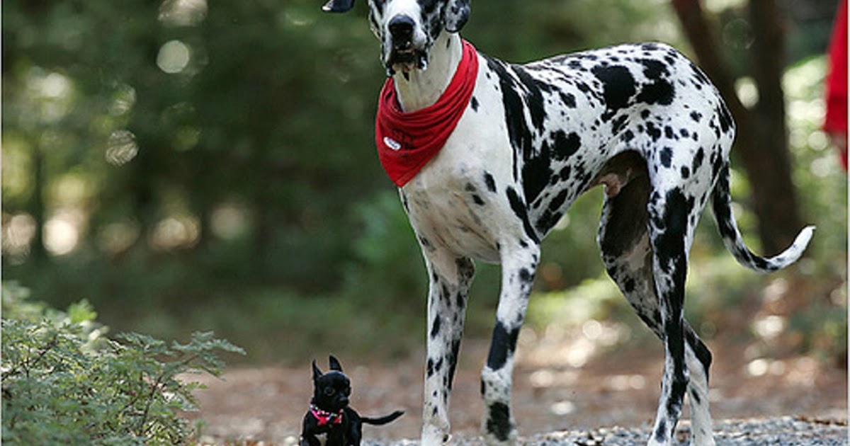 köpek resimleri,köpek cinsleri Danua Köpekleri
