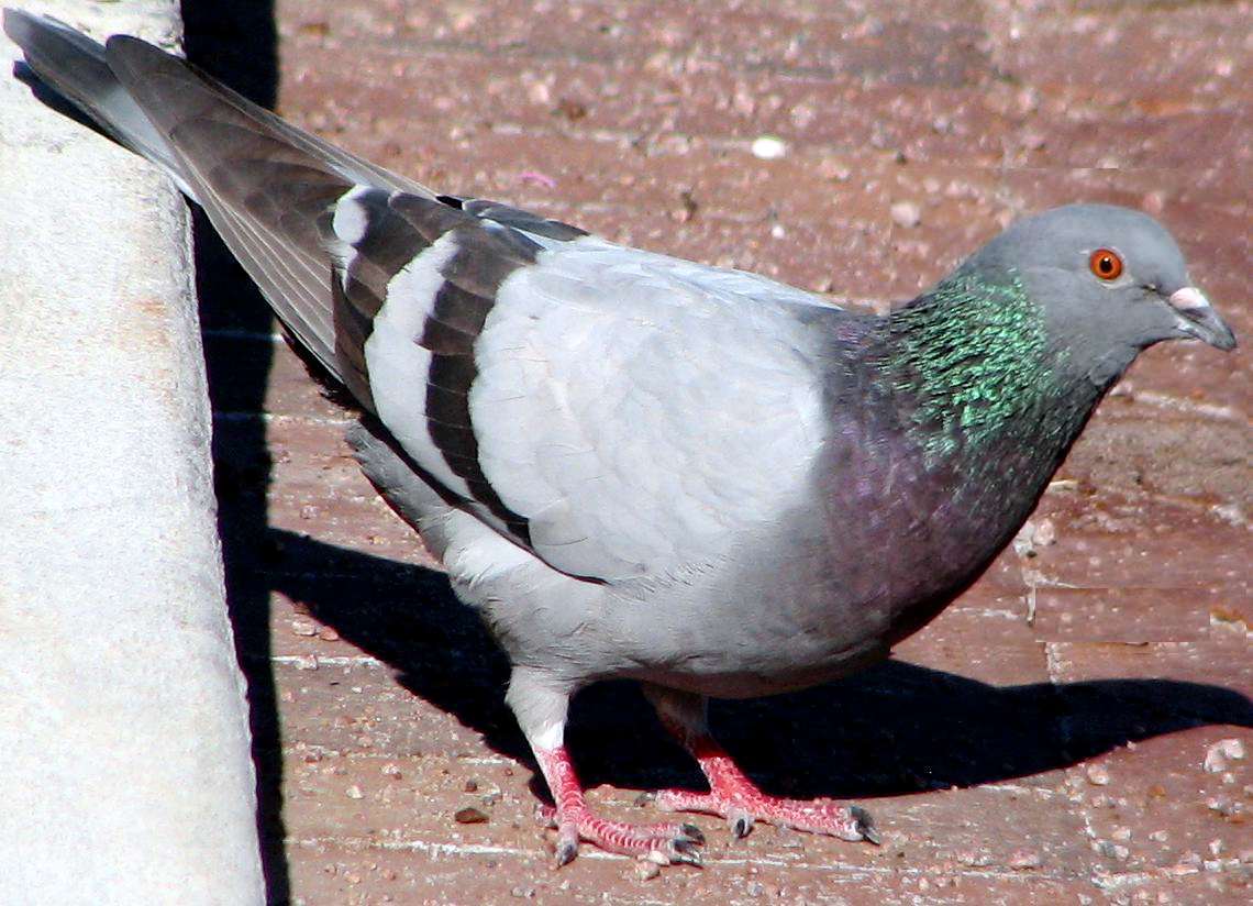 Rock Pigeon Mother earth, Animals, First love