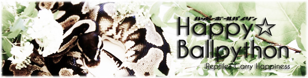 Happy☆BallPython