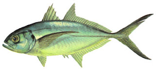 CINTA ITU MENGASYIKKAN 1: IKAN BILIS DAN KEMBONG DITANGKAP..BAGAIMANA