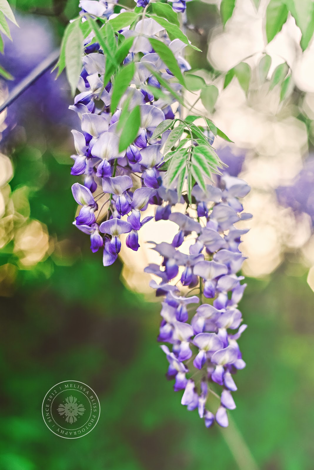 Serendipity is Sweet Had to stop and smell the flowers...