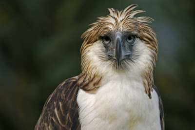 Philippine Eagle Pictures