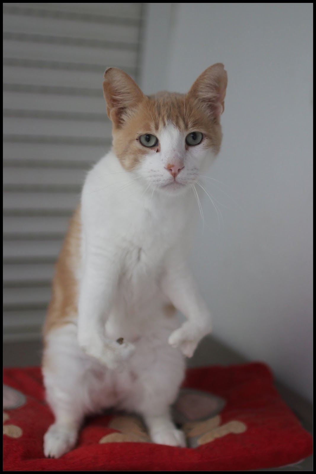 Deformed Cat Breed Deformed Cat Breed