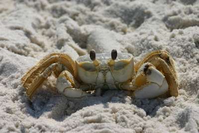 Crab | Information-Photos | The Wildlife