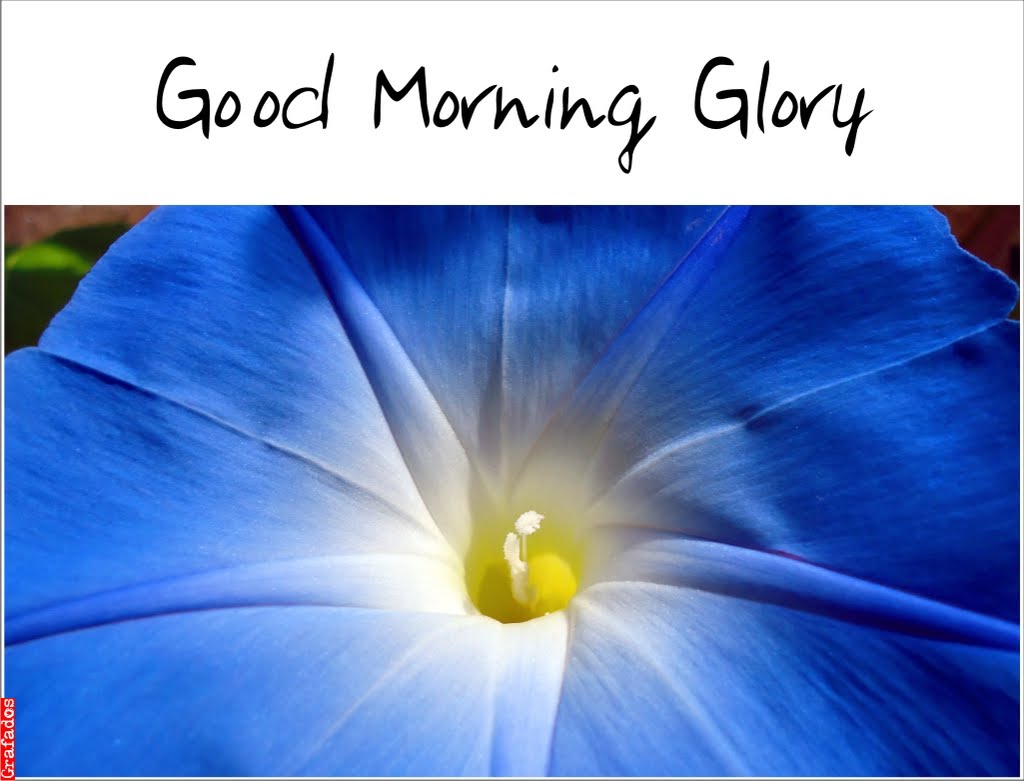 Grafados Good Morning Glory