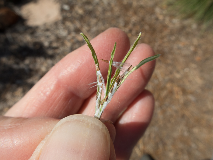 California Native Plant Seeds Propagation begins!