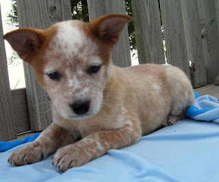 Australian Cattle Puppy Image