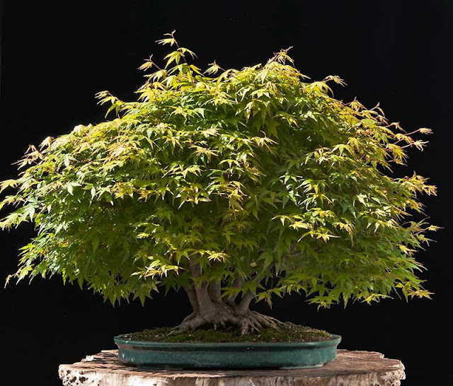 Walter Pall Bonsai Articles Refurbishing a Japanese maple the "hedge cutting method"