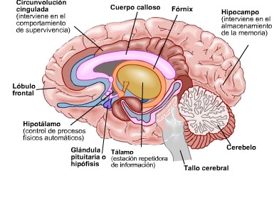 Funciones Principales Del Sistema Nervioso Central Y Sus Partes
