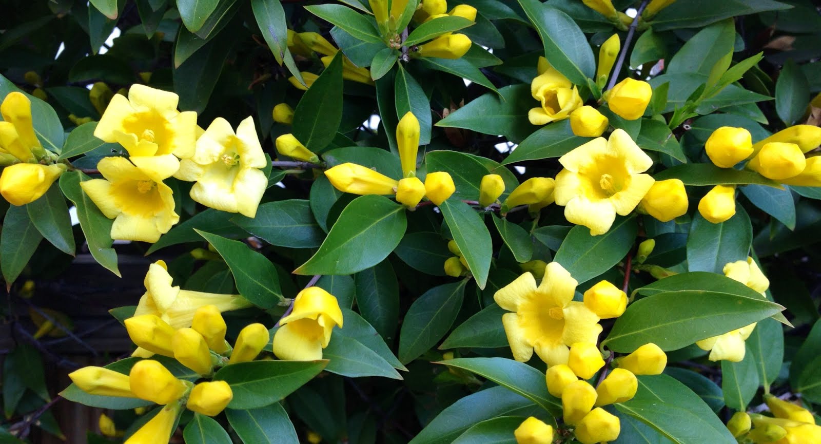 LIT's Living on Capitol Hill (Hell!?) The Yellow Flower Vine Fairyland