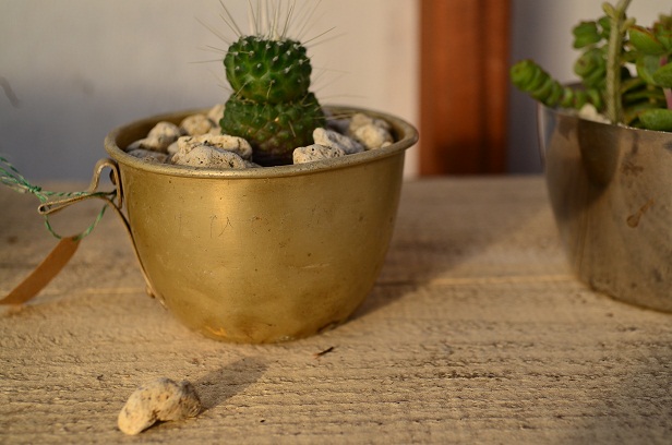 Unknown Plants 12