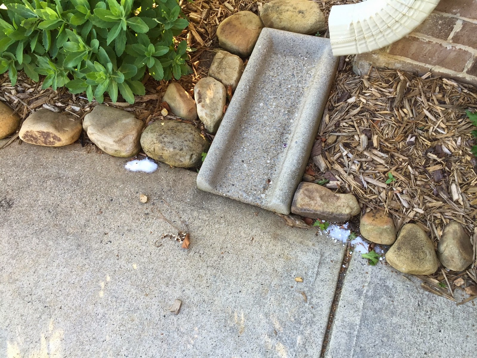 is borax safe for dogs cheaper and better die ants die easy and cheap way to get rid of sugar ants is borax safe for dogs cheaper and better die ants die easy and cheap way to get rid of sugar ants
