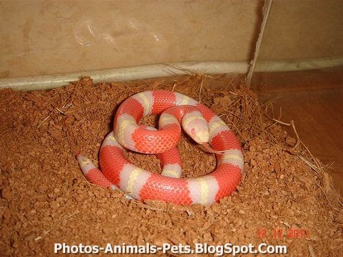 Photos Albino Nelson Milk Snake